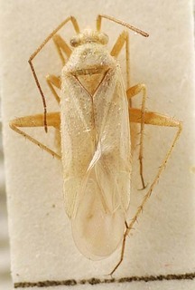 Euschistus servus, AMNH PBI00095404
