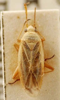 Euschistus servus, AMNH PBI00095412