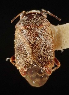 Hypseloecus morobe, AMNH PBI00095298