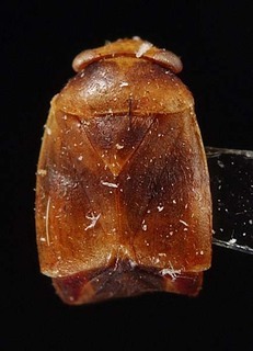 Hypseloecus rustenburgensis, AMNH PBI00095301