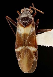 Karoocapsus bifasciatus, AMNH PBI00095320