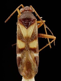 Karoocapsus middelburgensis, AMNH PBI00095322