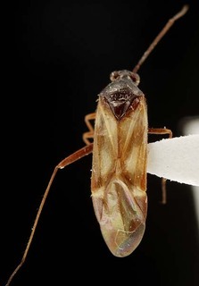 Karoocapsus obscurus, AMNH PBI00095323