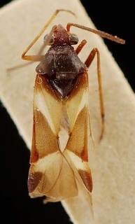 Karoocapsus occidentalis, AMNH PBI00095324
