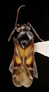 Karoocapsus pulchrus, AMNH PBI00095325