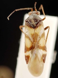 Karoocapsus trifasciatus, AMNH PBI00095326