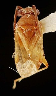 Lasiolabops cosmopolites, AMNH PBI00095327