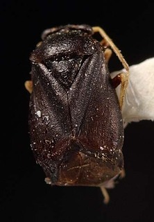 Neoambonea cynanchi, AMNH PBI00095304
