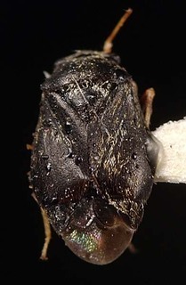 Neoambonea cynanchi, AMNH PBI00095305