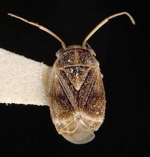 Neoambonea samaru, AMNH PBI00095308