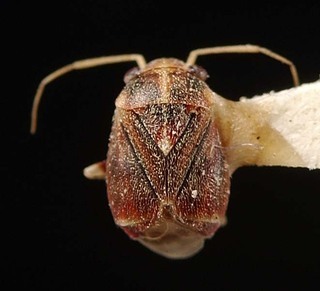 Neoambonea samaru, AMNH PBI00095309