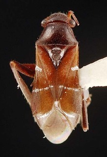 Pilophorus balli, AMNH PBI00095370