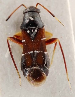 Pilophorus choii, AMNH PBI00095374