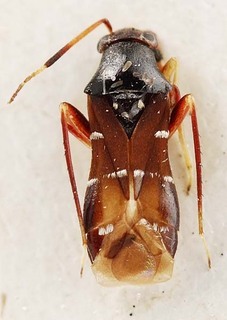 Pilophorus choii, AMNH PBI00095375