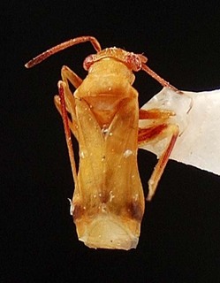 Pilophorus daradae, AMNH PBI00095391