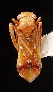 Pilophorus daradae, AMNH PBI00095392