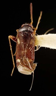 Sejanus elongatus, AMNH PBI00095334