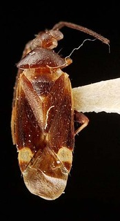 Sejanus fijiensis, AMNH PBI00095335