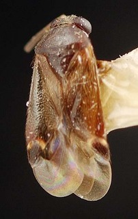 Sejanus funerioides, AMNH PBI00095338