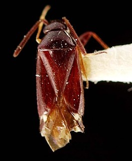 Sejanus macer, AMNH PBI00095343