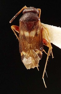 Sejanus spiculatus, AMNH PBI00095347