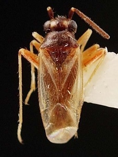 Tytthus chinensis, AMNH PBI00095351