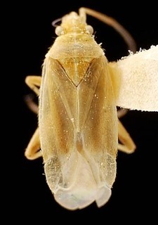 Amblytylus nasutus, AMNH PBI00095414