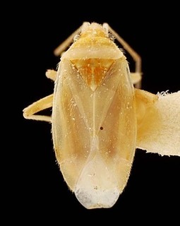 Amblytylus nasutus, AMNH PBI00095415