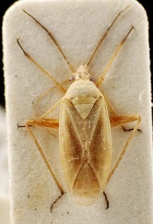 Amblytylus tarsalis, AMNH PBI00095416