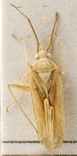 Amblytylus vittiger, AMNH PBI00095419