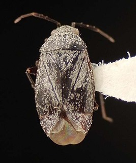 Atractotomus albidicoxis, AMNH PBI00095471