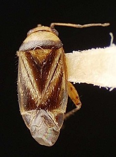 Atractotomus bicolor, AMNH PBI00095478