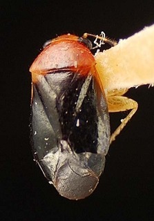 Atractotomus chiapas, AMNH PBI00095482