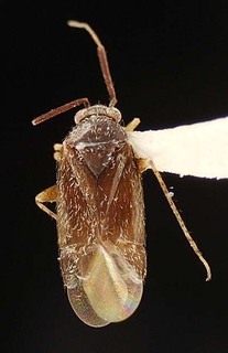 Atractotomus magnicornis, AMNH PBI00095487
