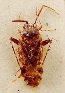 Euschistus servus, AMNH PBI00095431