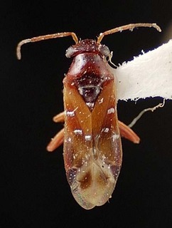 Pilophorus floridanus, AMNH PBI00095434