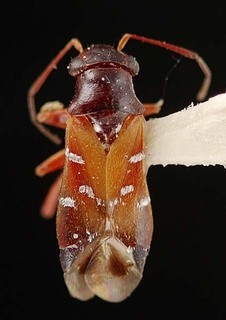 Pilophorus floridanus, AMNH PBI00095435