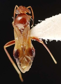 Pilophorus formosanus, AMNH PBI00095436