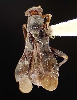 Pilophorus fyan, AMNH PBI00095441