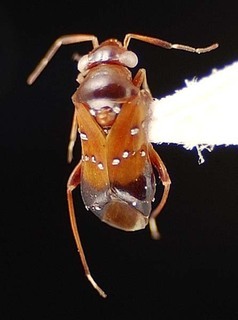 Pilophorus heidemanni, AMNH PBI00095446