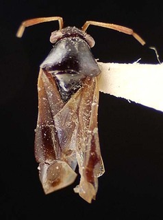 Pilophorus henryi, AMNH PBI00095447