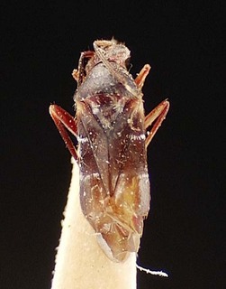 Pilophorus kockensis, AMNH PBI00095450
