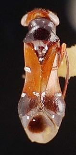 Pilophorus laetus, AMNH PBI00095454