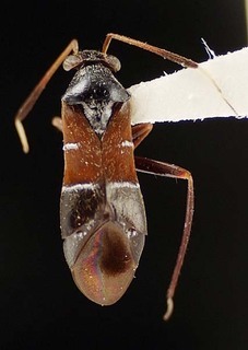 Pilophorus strobicola, AMNH PBI00095505