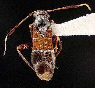 Pilophorus strobicola, AMNH PBI00095506