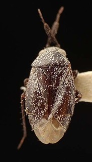 Atractotomus reuteri, AMNH PBI00095574