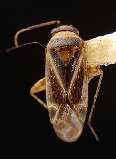 Atractotomus teopisca, AMNH PBI00095577