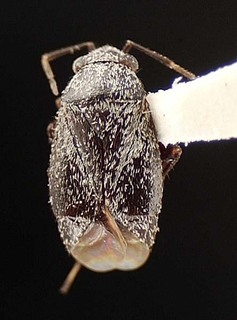 Atractotomus tuthilli, AMNH PBI00095580