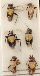 Auchenocrepis alboscutellata, AMNH PBI00095581