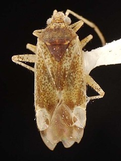 Austropsallus helichrysi, AMNH PBI00095589